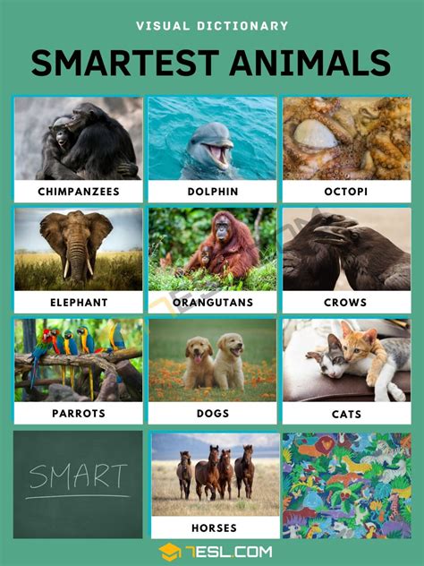 What's the smartest animal. Things To Know About What's the smartest animal. 